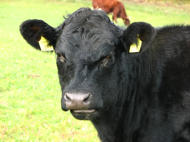 a black cow looking at the camera on a grassy field