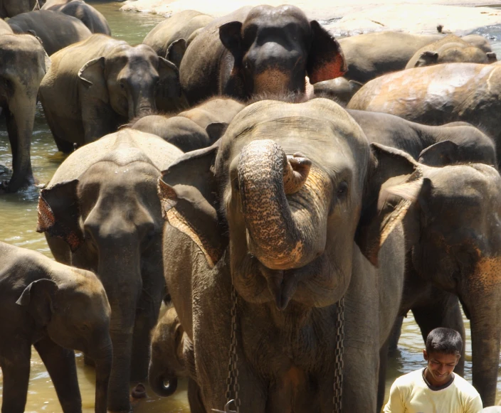 a group of people standing around a herd of elephants