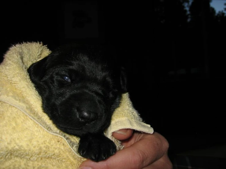 a puppy with its head wrapped in a towel