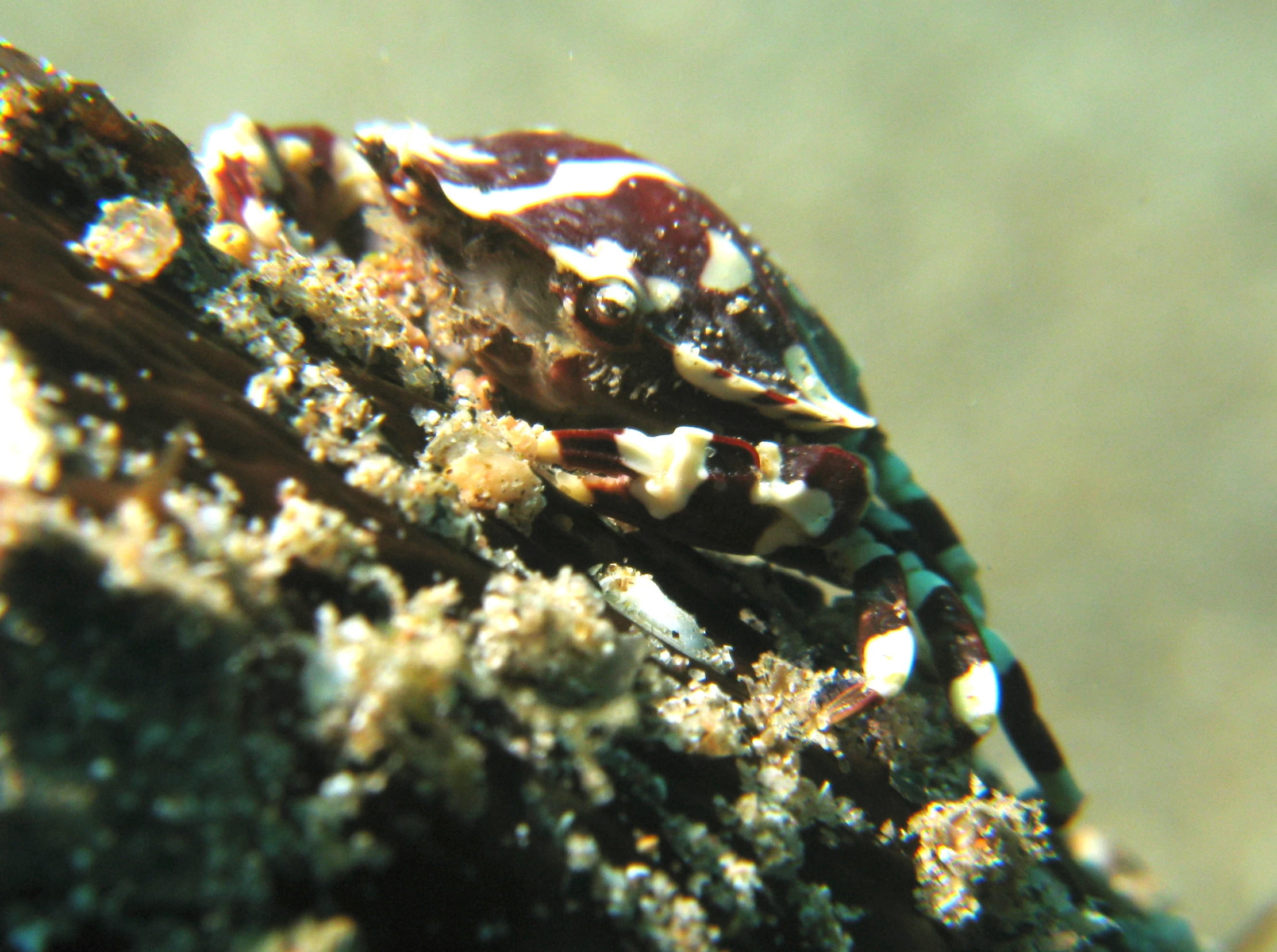 close up of green and white algae growing on a rock