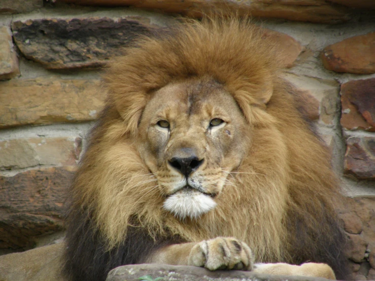 a lion with a beard standing near a stone wall