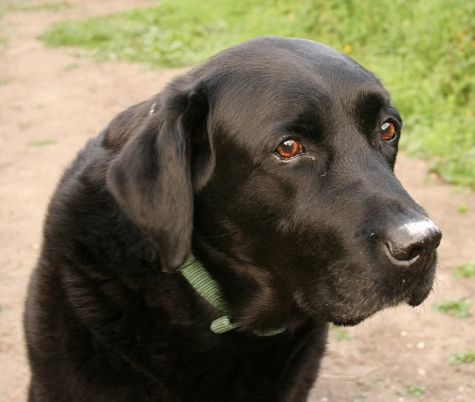 a black dog is looking at the camera