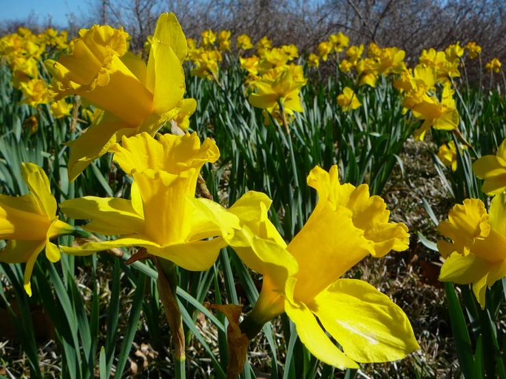 a field filled with yellow flowers on top of a lush green field