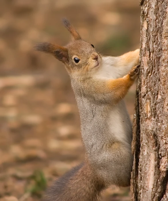 a grey squirrel leans on a tree trunk