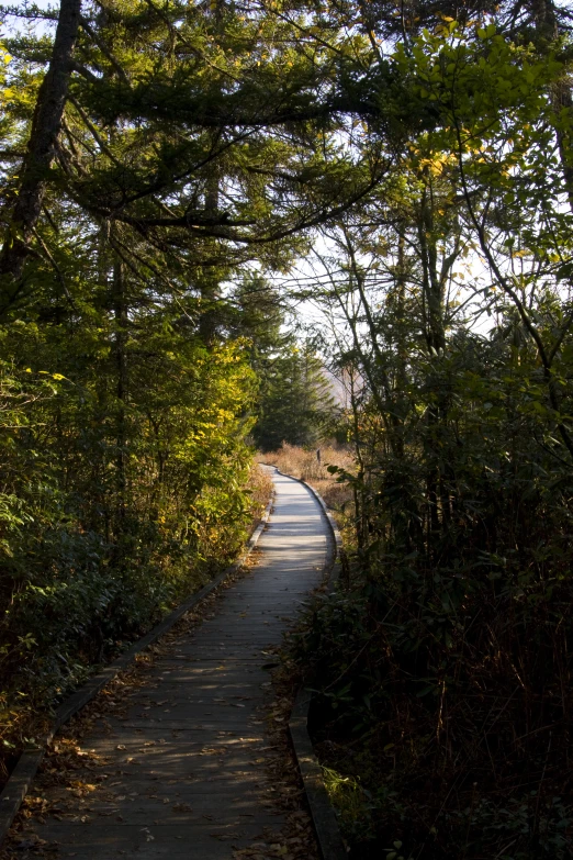 a walkway under the trees leading to a forest