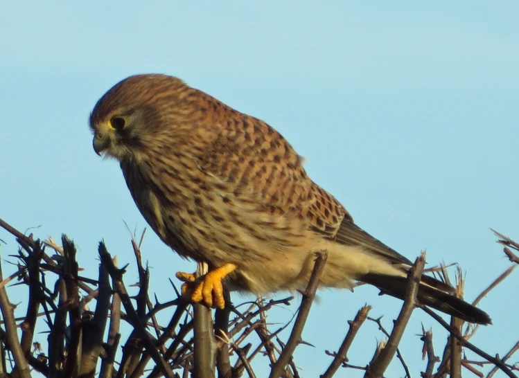 a bird sitting on top of a bunch of nches