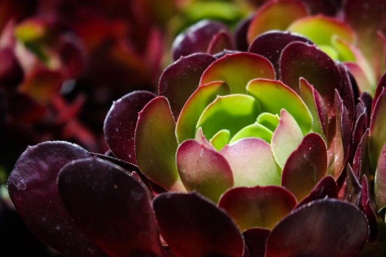 close up view of a pink and green plant