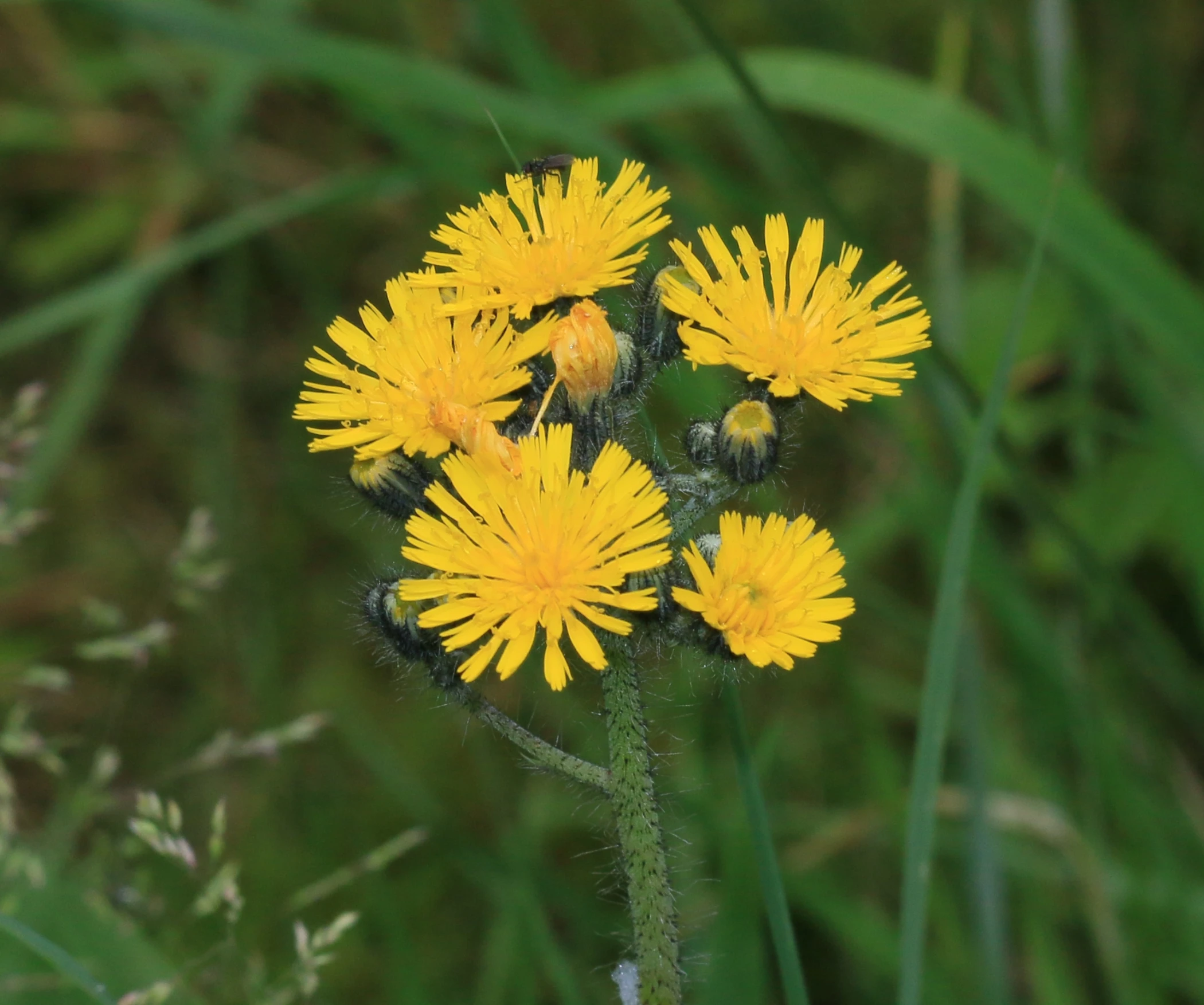 several large yellow flowers in a grassy field