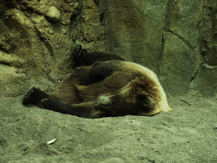 an adult brown bear is laying on a sandy area