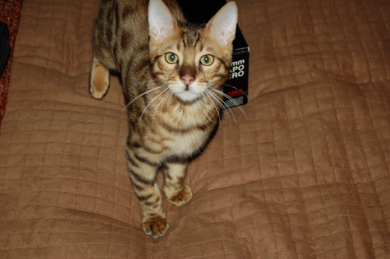 a cat is on a bed and has a book