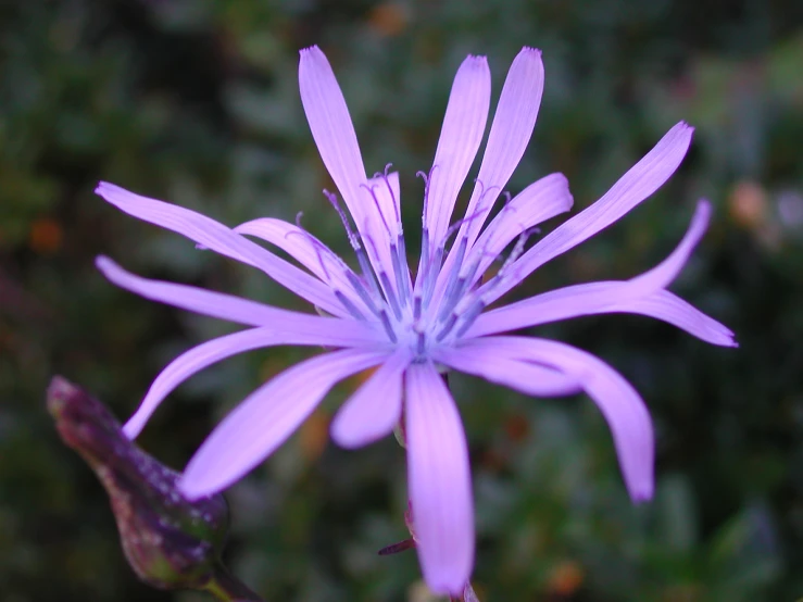 closeup of small purple flower with tiny petals