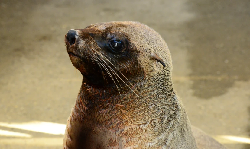 a seal is sitting outside looking away