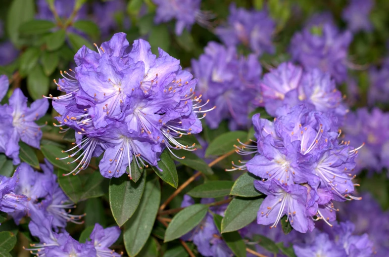 several purple flowers with green leaves on them