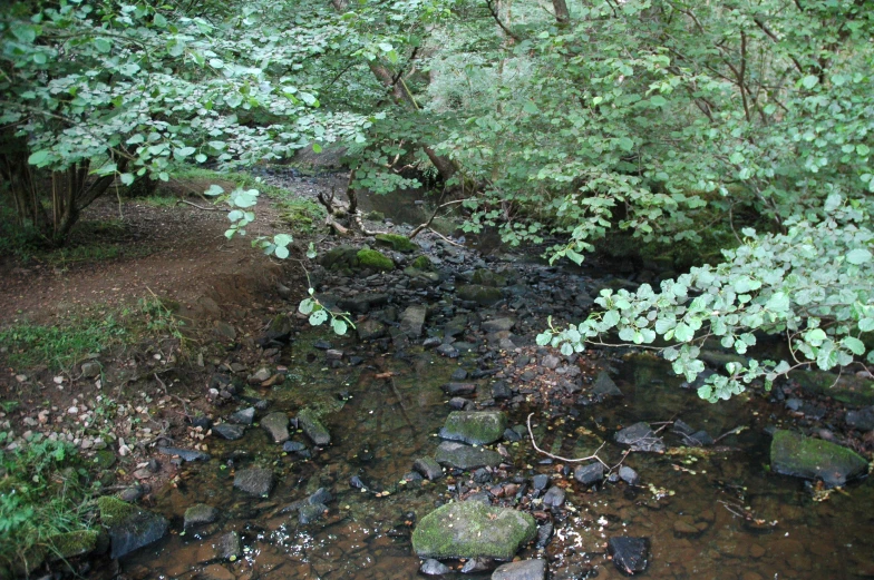 a small stream running through some green forest