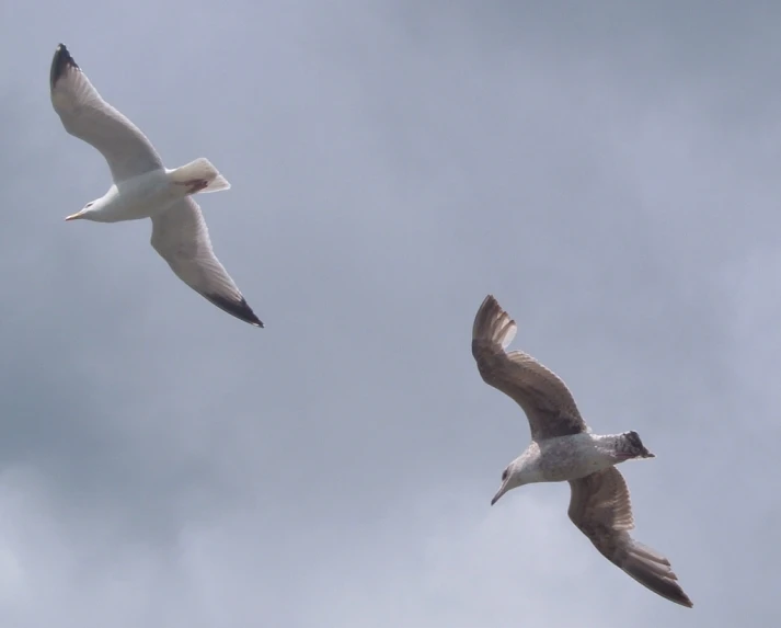 two birds flying in the sky together on a cloudy day