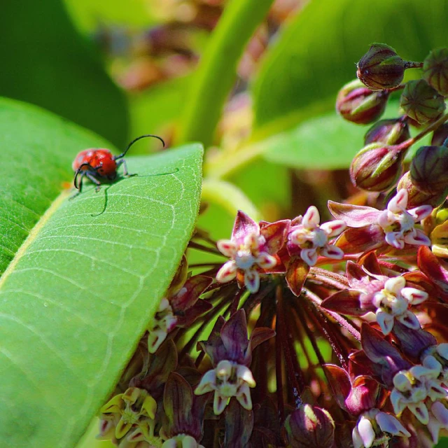 a red insect sits on a green leaf