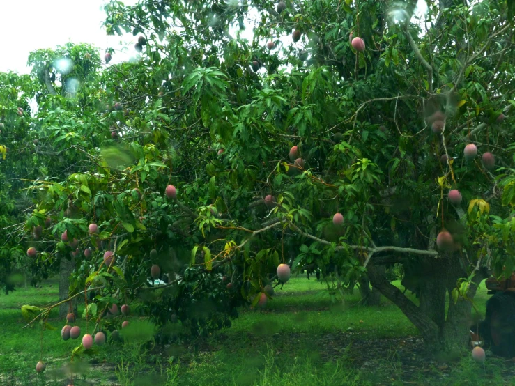 fruit tree on the roadside of a rural road