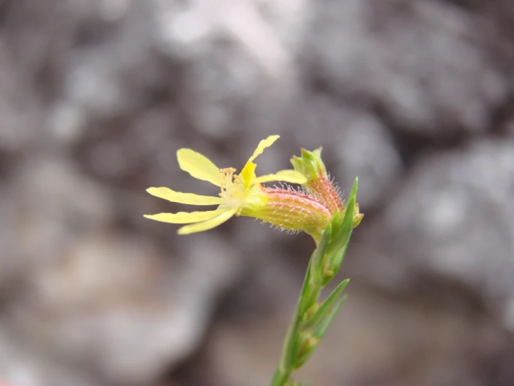 a small, white flower is seen in this image