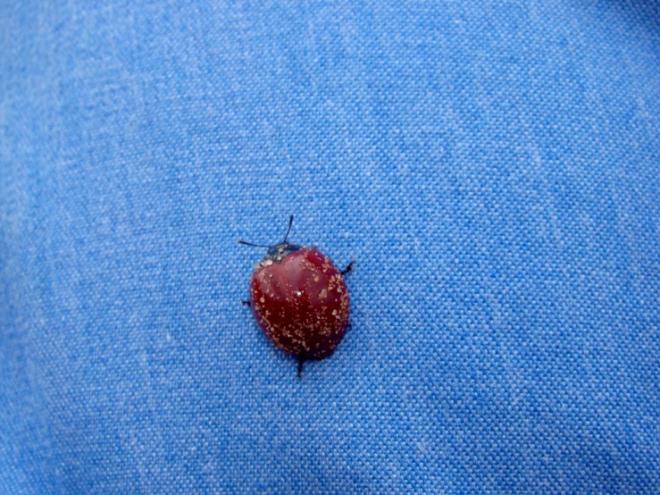 a beetle sitting on the side of a blue cloth