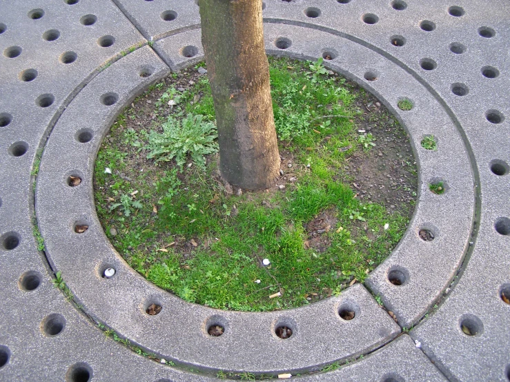 a tree that has a hole around it