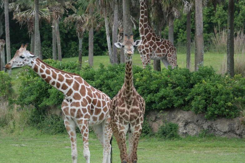 three giraffes in a field near a row of trees