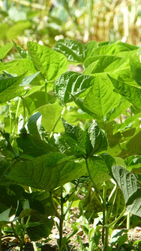 the leaves of plants are green on the ground