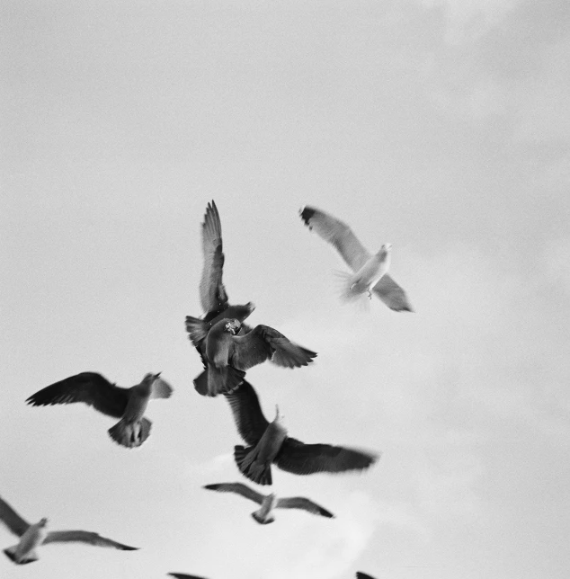 a flock of birds flying around under a cloudy sky