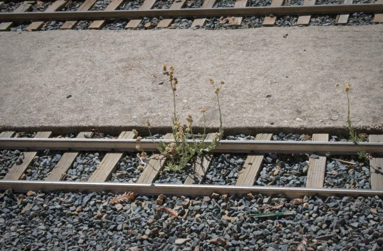 plants growing in between two train tracks