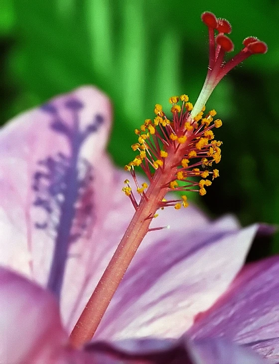 a purple flower with a single stem and yellow stamen