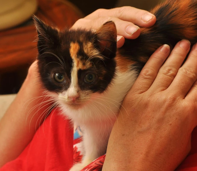 a person petting a cat while holding another cat