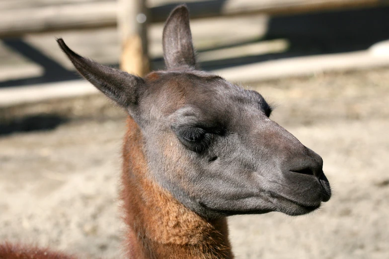 close up on an adorable black and brown llama