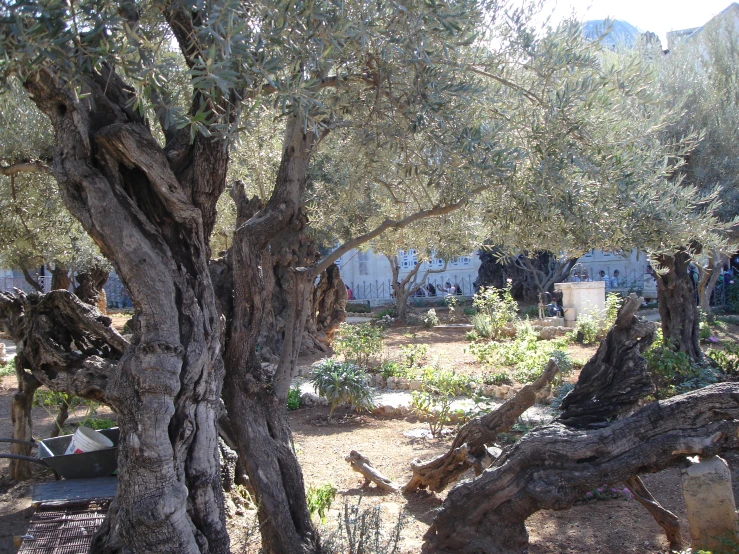 an olive tree stands next to a graveyard