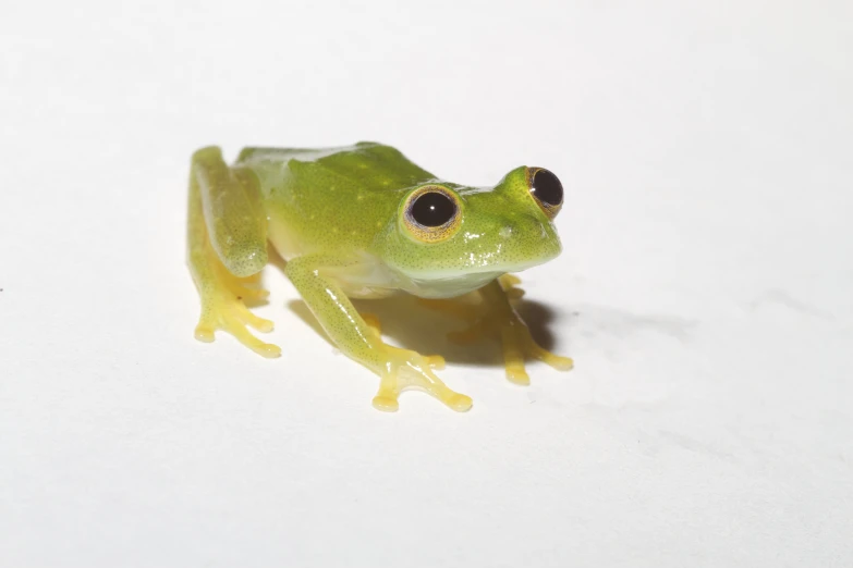 a frog sitting on top of snow covered ground