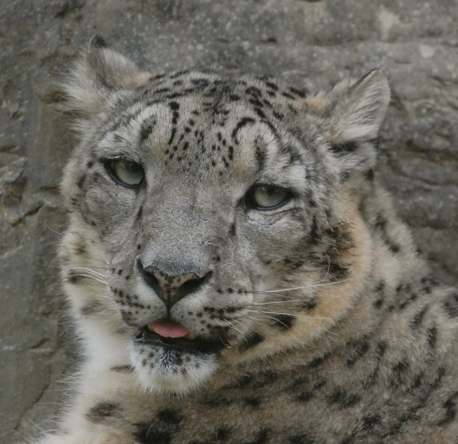 a snow leopard looking at the camera while laying down