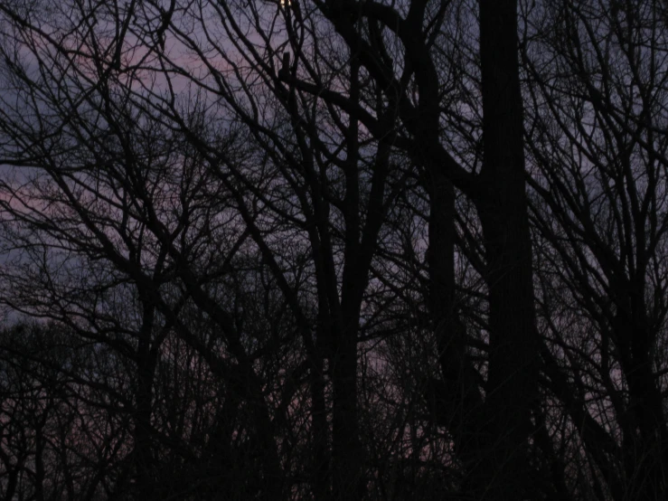 trees without leaves at sunset in a city