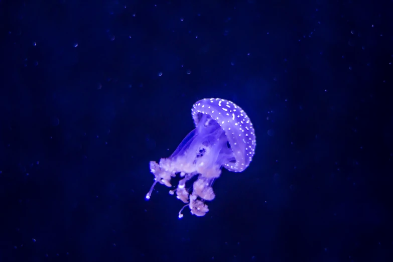 an illuminated jellyfish in the dark water