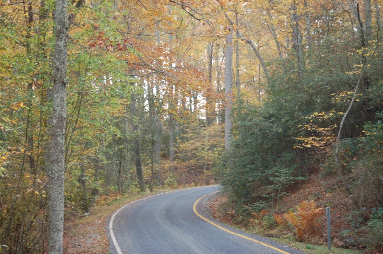 a winding road surrounded by trees and fallen leaves