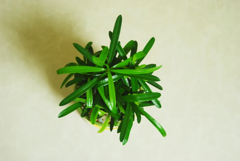 a small green potted plant sitting on top of a table