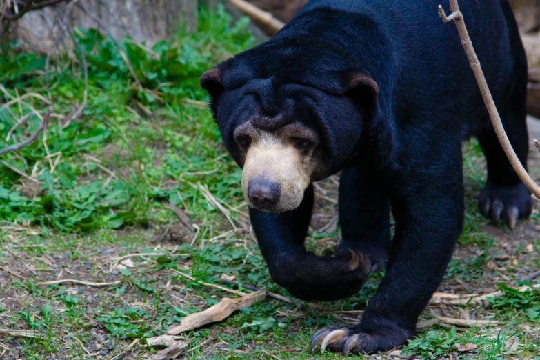 a black bear walking through a grass covered forest