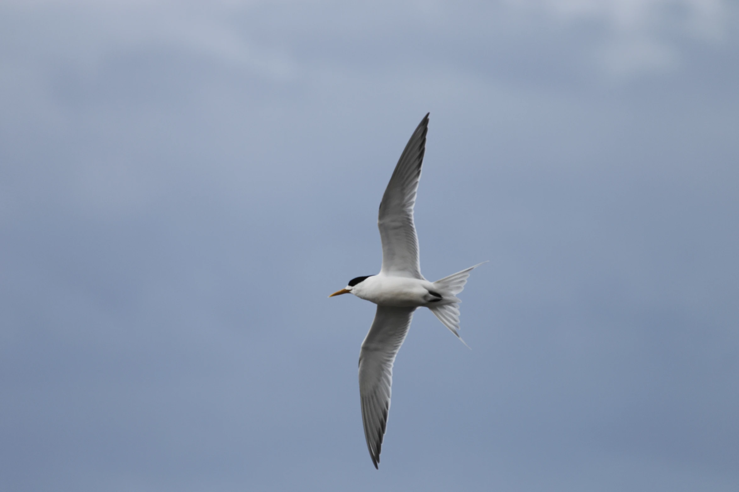 a bird flying through the air with wings spread