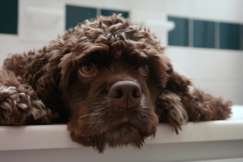 a small dog with its head sitting on a ledge