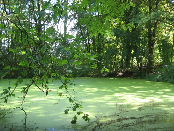 a body of water that has some trees in it