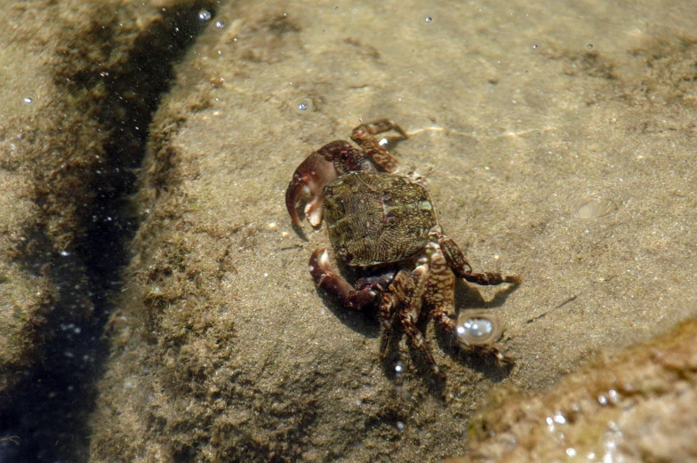 a crab on the sand and water under the tide