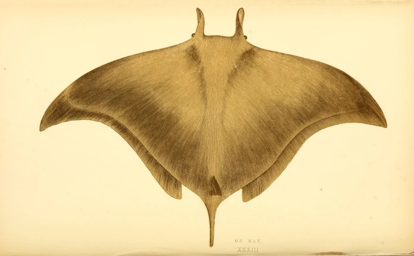 this drawing is the same thing in which a manta ray can fly