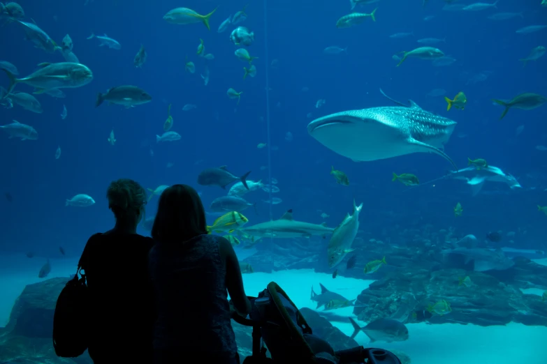 two people at the aquarium looking at fish