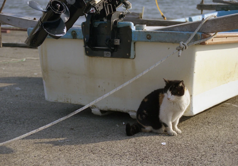 a cat that is sitting next to a boat