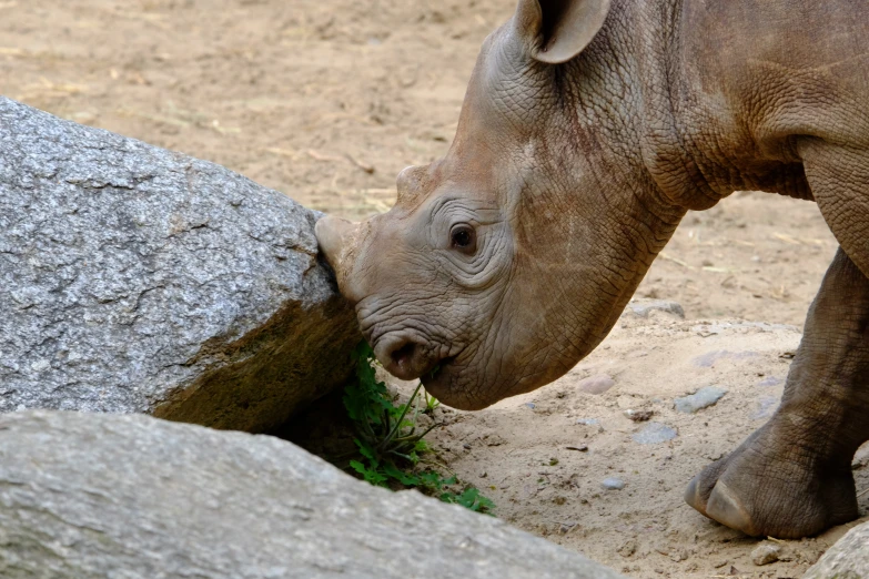 a small rhino is eating grass by a large rock