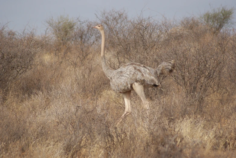 an ostrich in a dry grassy field during the day