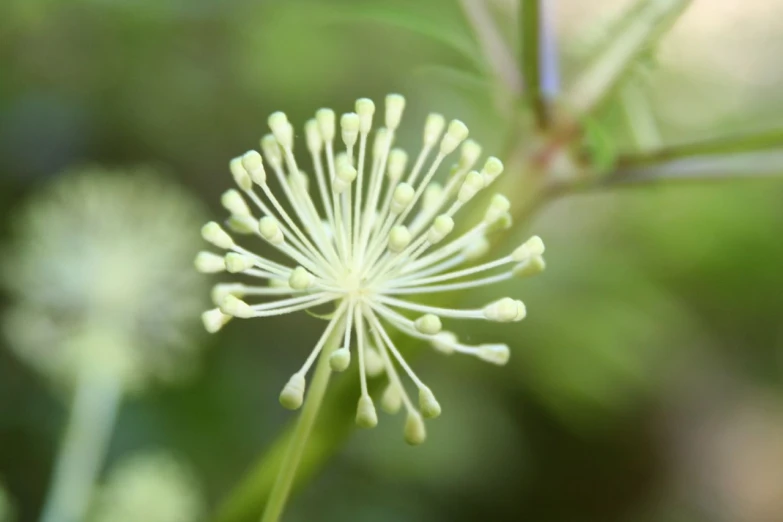 there is a small white flower bud on the outside of the plant