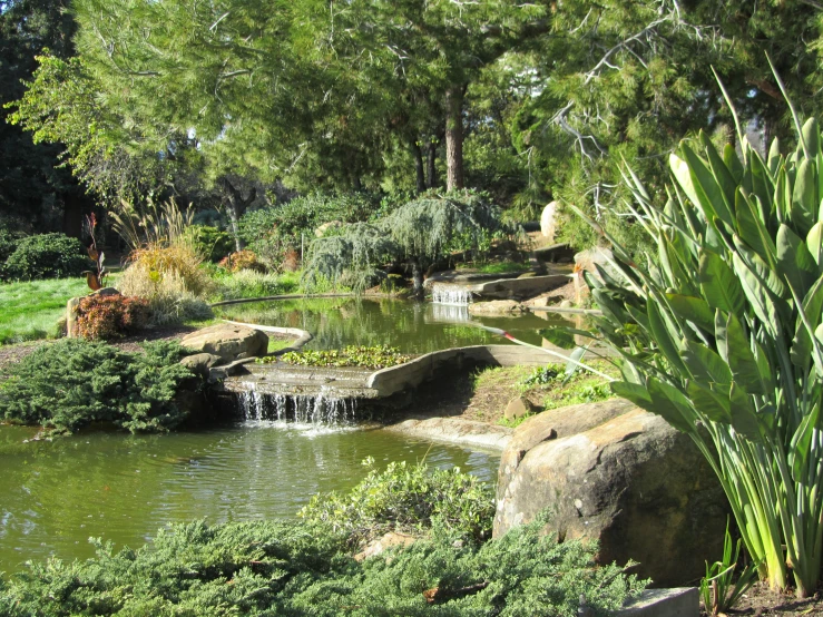 some plants water rocks and trees and a lawn